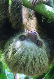 Costa Rica wildlife
